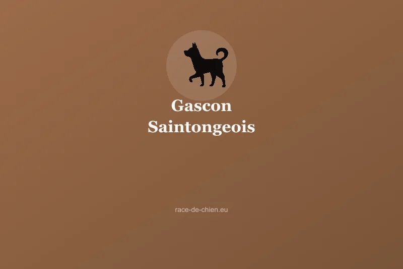 Gascon Saintongeois — illustration