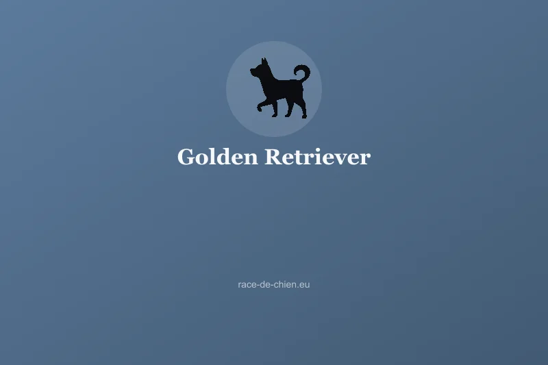 Golden Retriever — illustration