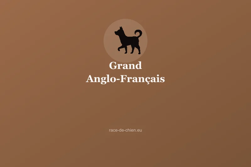 Grand Anglo-Français tricolore — illustration