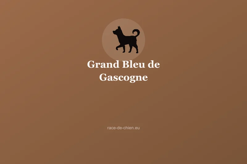 Grand Bleu de Gascogne — illustration
