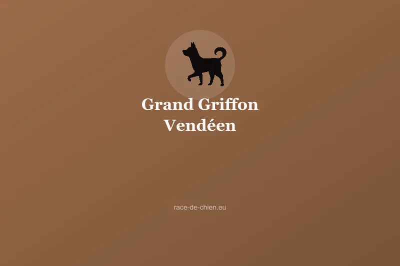 Grand Griffon Vendéen — illustration
