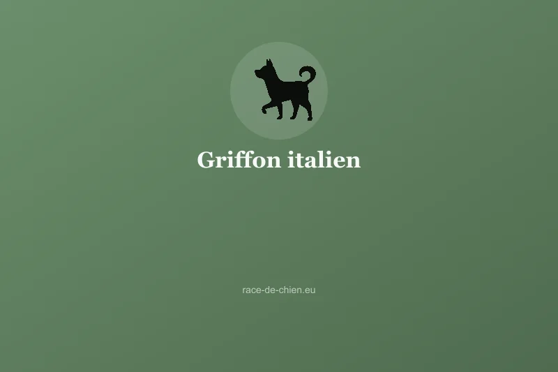 Griffon italien — illustration