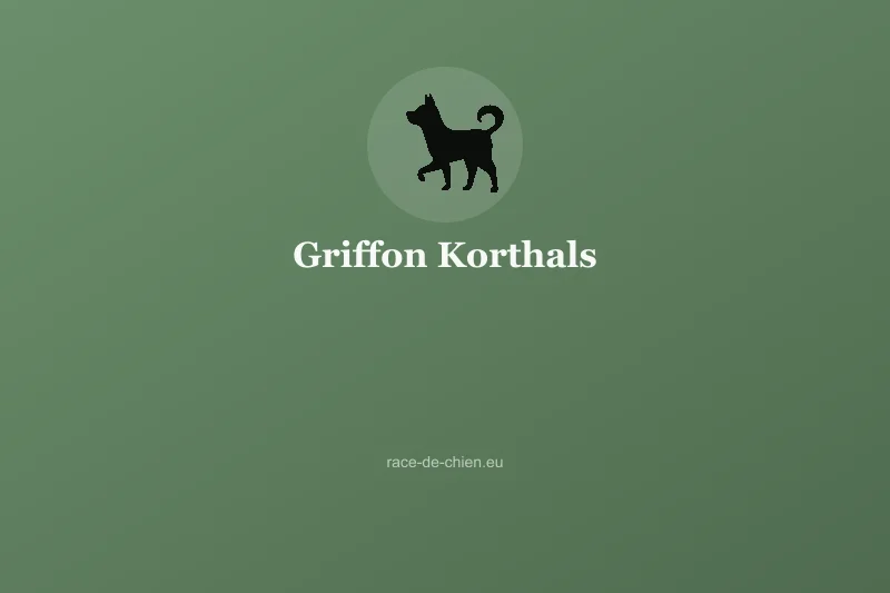 Griffon Korthals — illustration