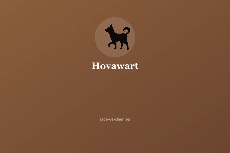 Hovawart — illustration