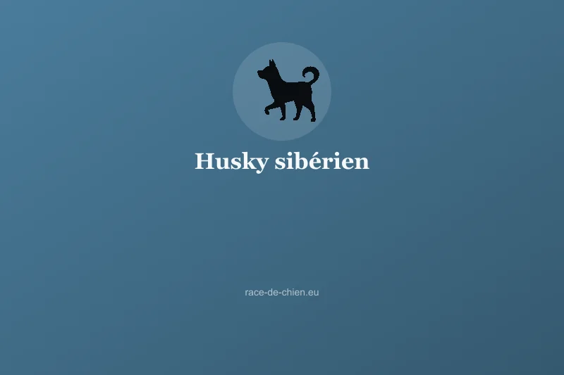 Husky sibérien — illustration