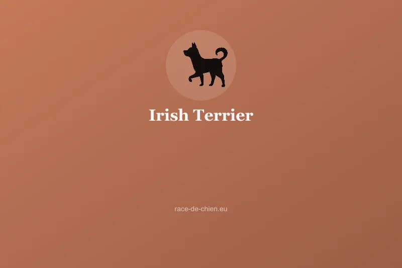 Irish Terrier — illustration
