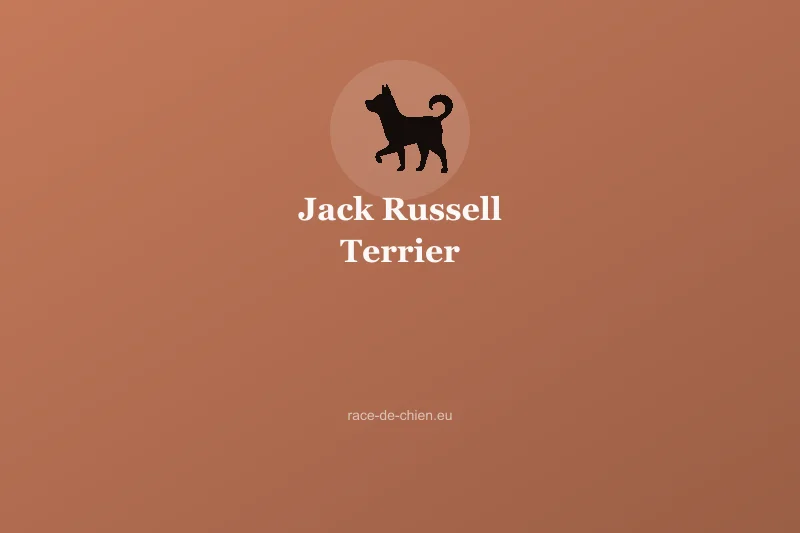 Jack Russell Terrier — illustration