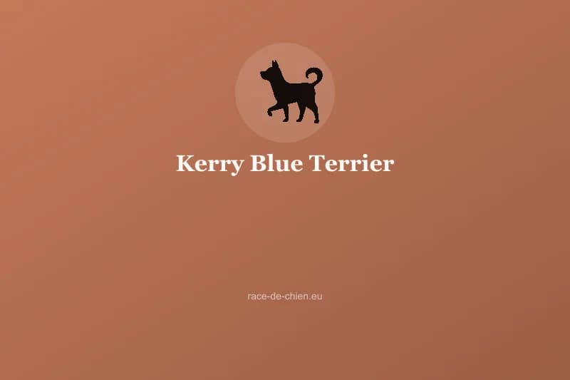 Kerry Blue Terrier — illustration