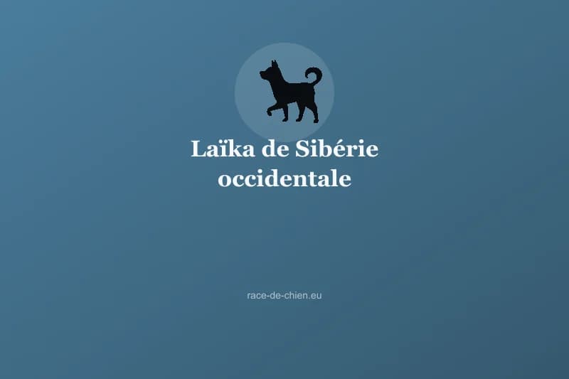 Laïka de Sibérie occidentale — illustration