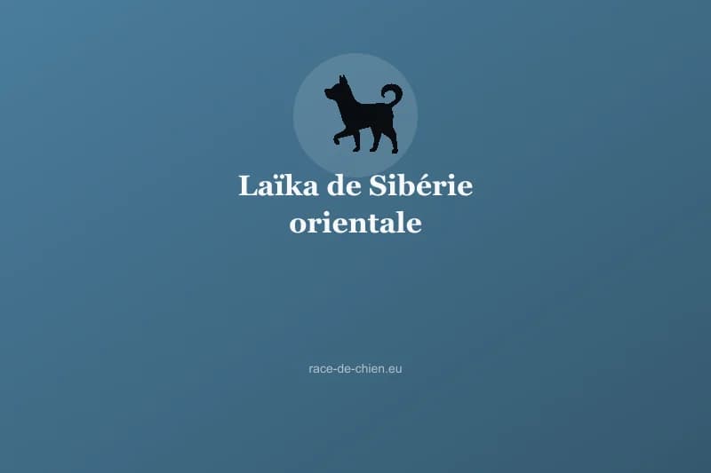 Laïka de Sibérie orientale — illustration