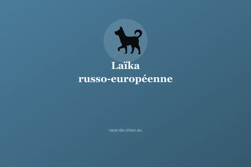 Laïka russo-européenne — illustration