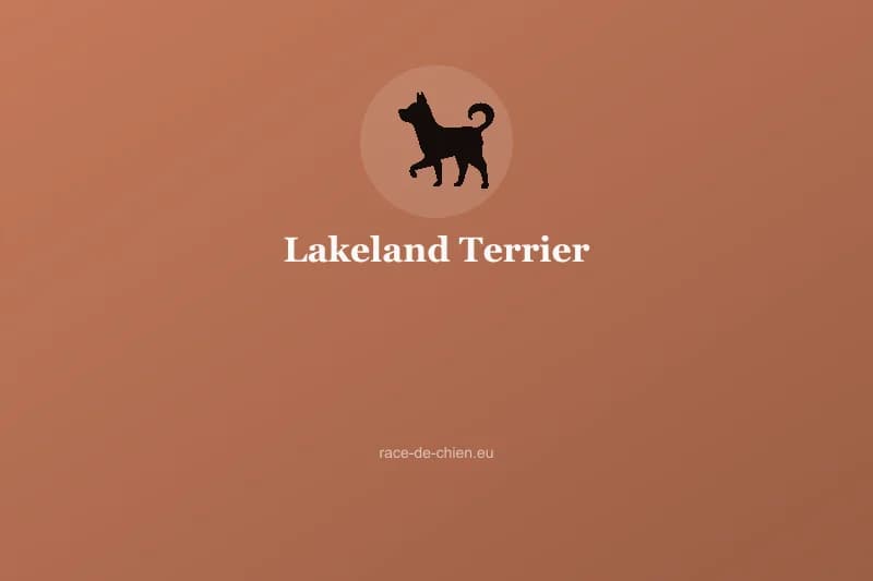 Lakeland Terrier — illustration