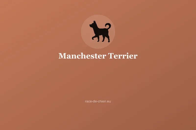 Manchester Terrier — illustration