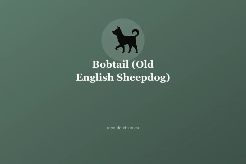 Bobtail (Old English Sheepdog) — illustration