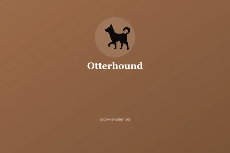 Otterhound — illustration
