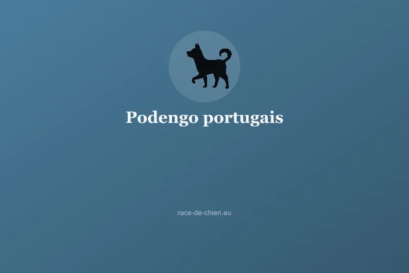 Podengo portugais — illustration