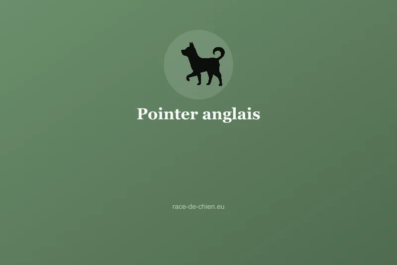 Pointer anglais — illustration