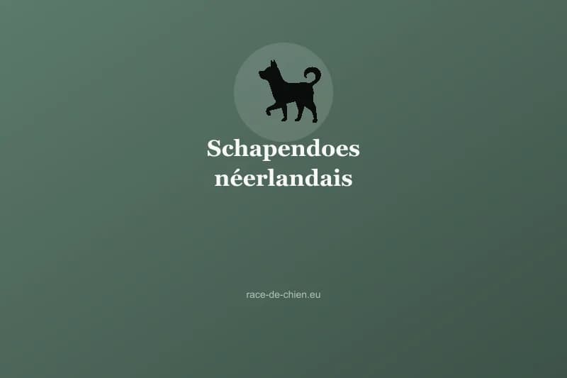 Schapendoes néerlandais — illustration