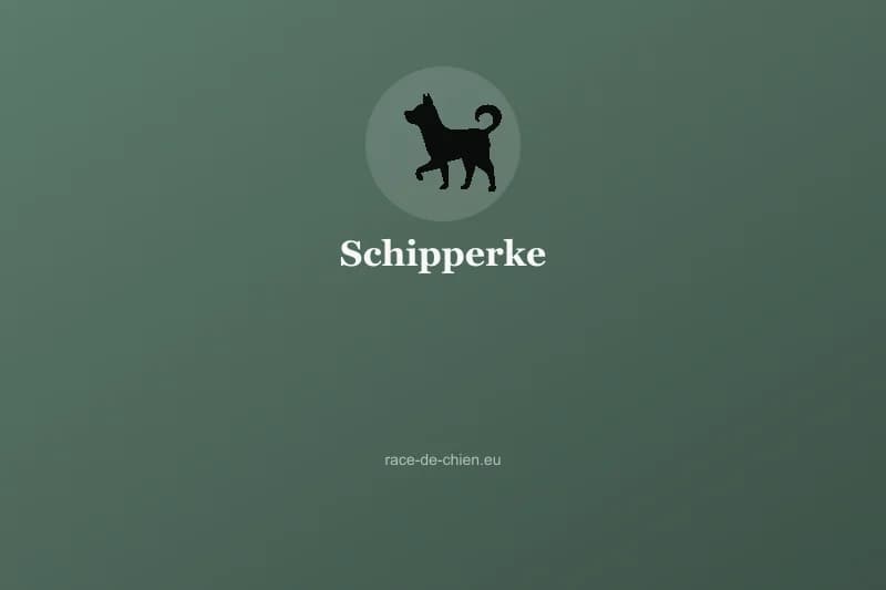 Schipperke — illustration