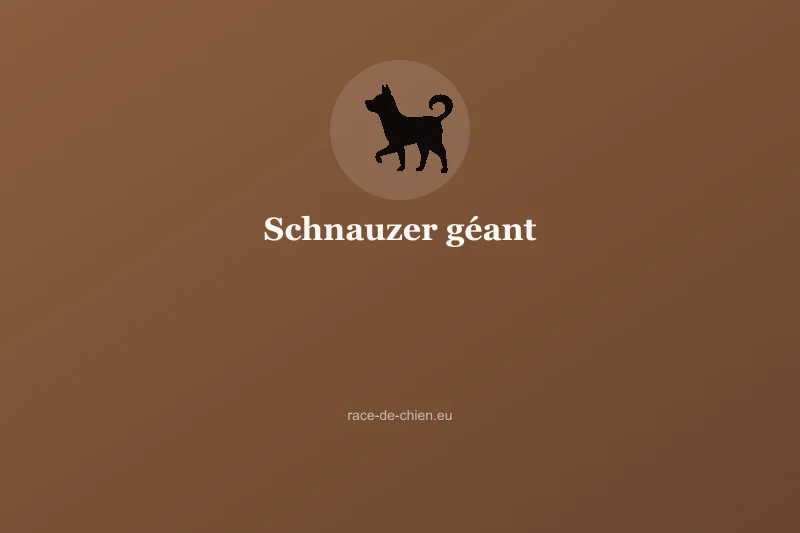 Schnauzer géant — illustration