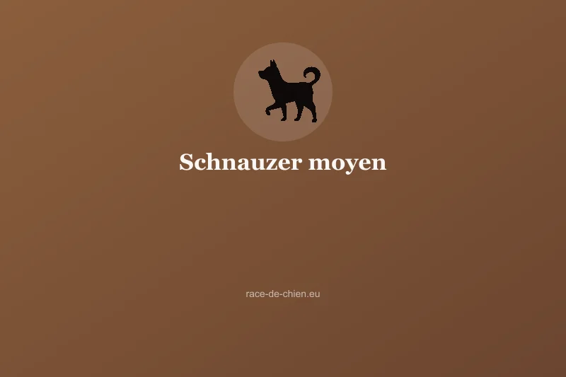 Schnauzer moyen — illustration