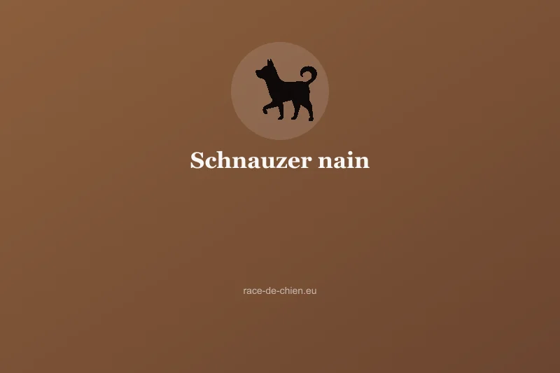 Schnauzer nain — illustration