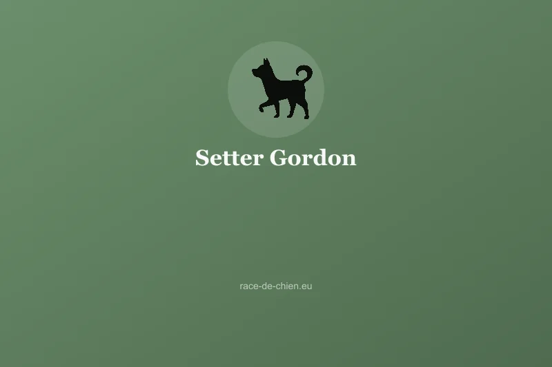 Setter Gordon — illustration