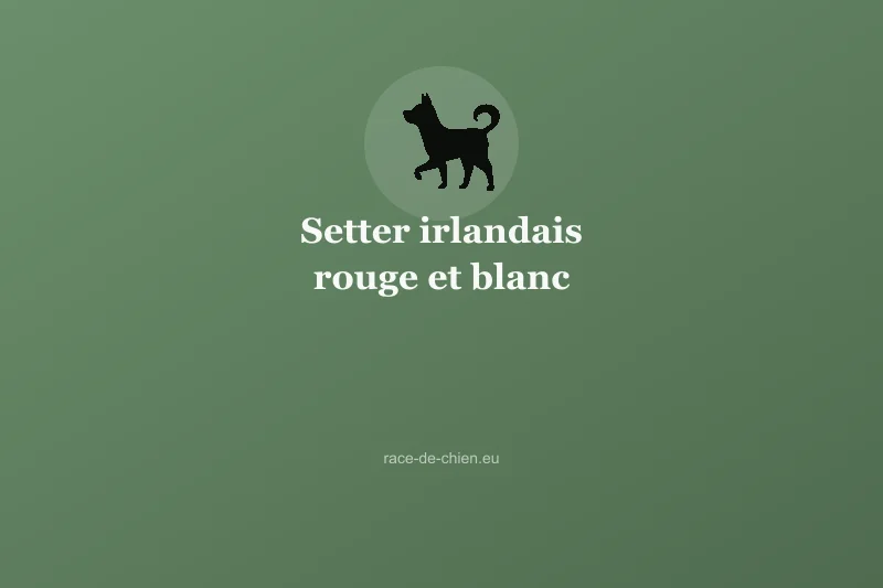 Setter irlandais rouge et blanc — illustration