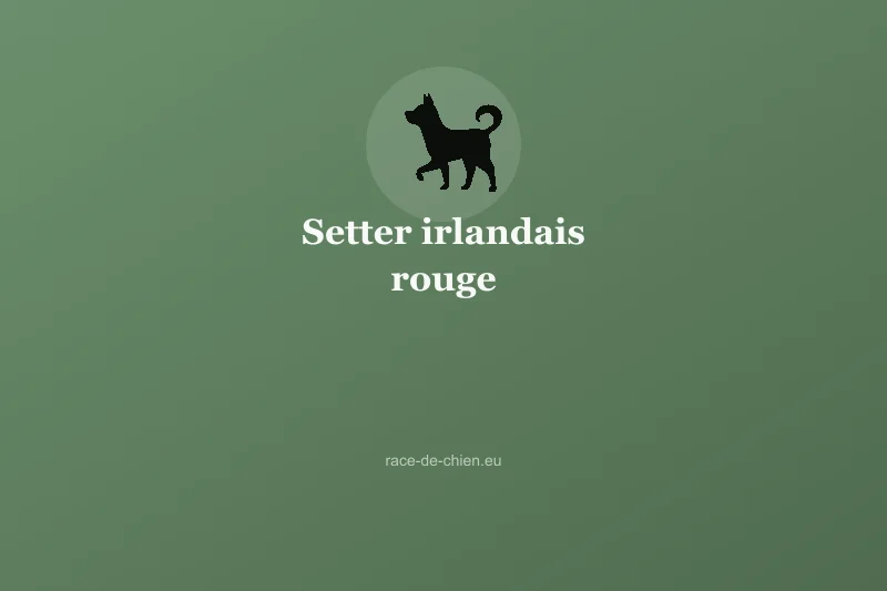 Setter irlandais rouge — illustration