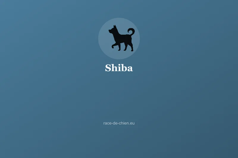Shiba — illustration