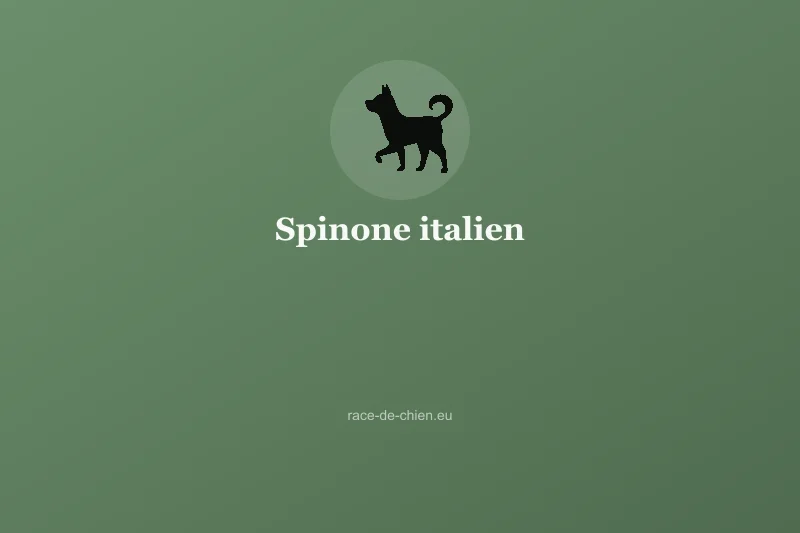 Spinone italien — illustration
