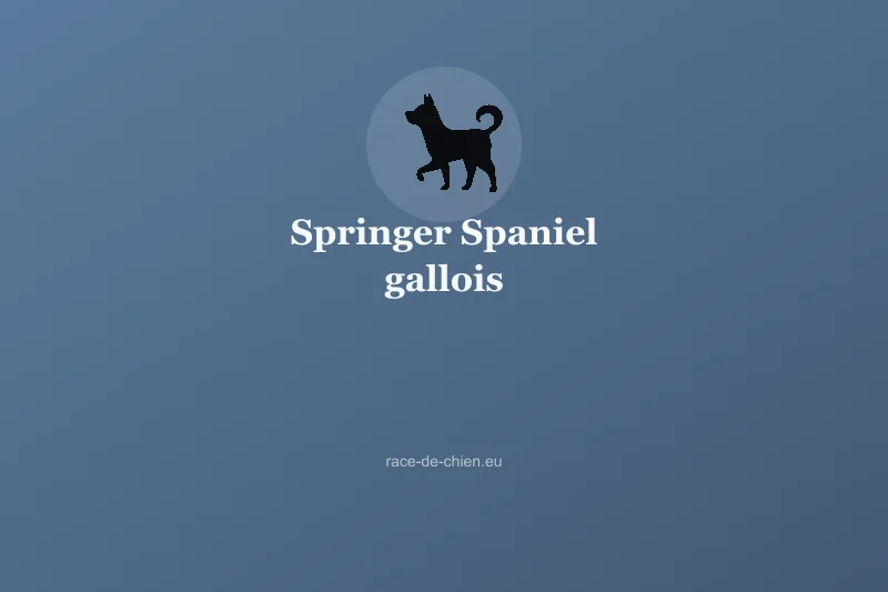 Springer Spaniel gallois — illustration