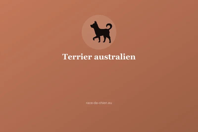 Terrier australien — illustration