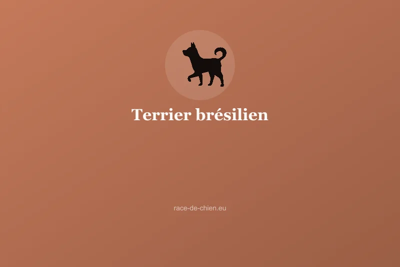 Terrier brésilien — illustration