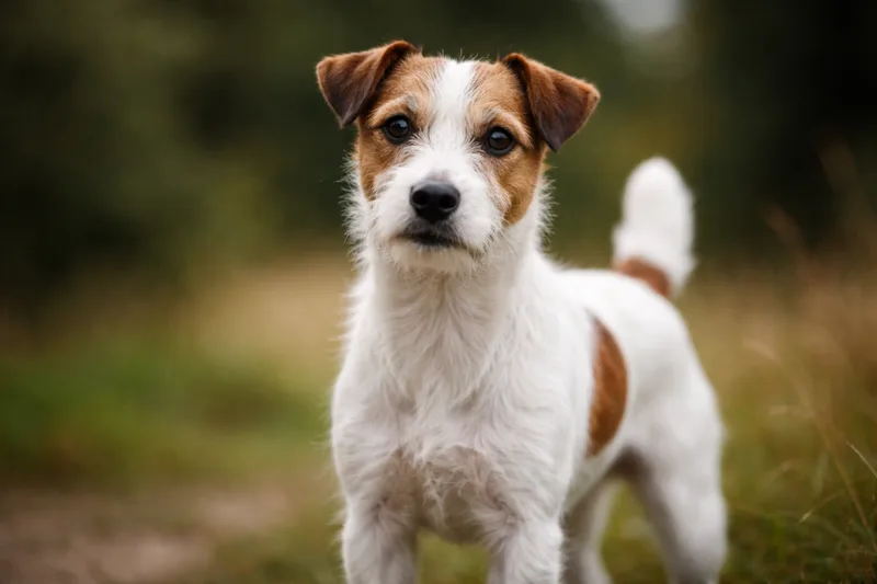 Parson Russell Terrier — photo de la race