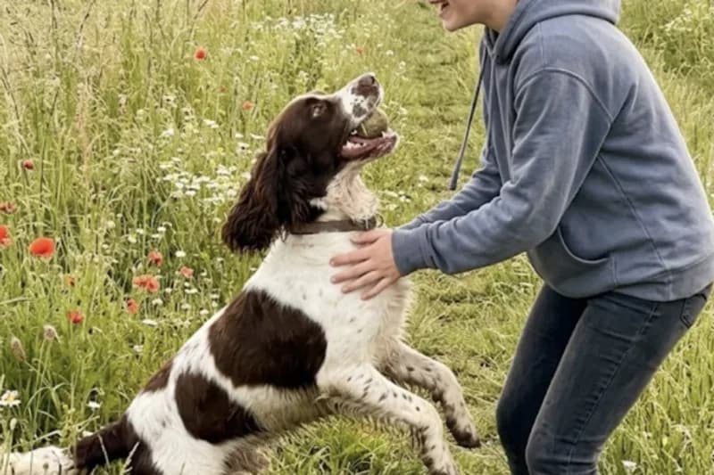 Springer Spaniel anglais — photo de la race