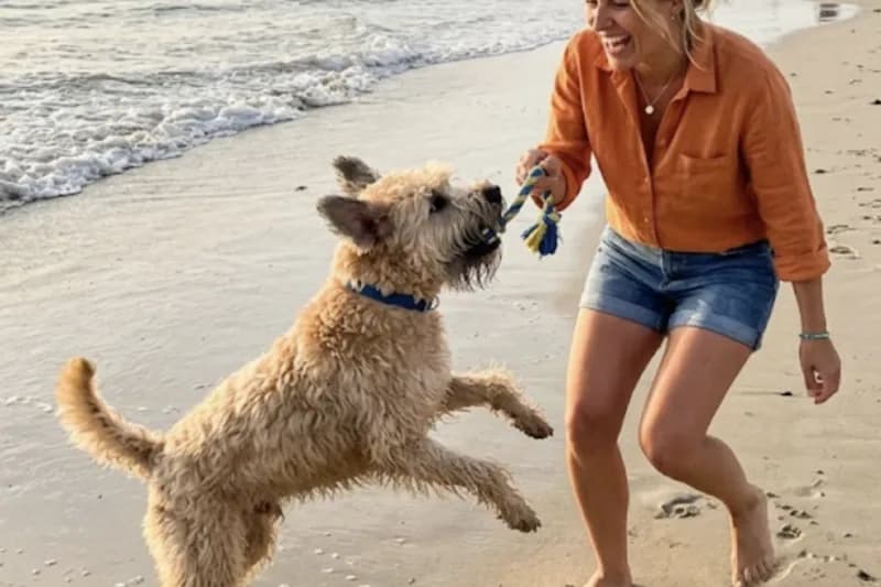 Terrier irlandais à poil doux — photo de la race