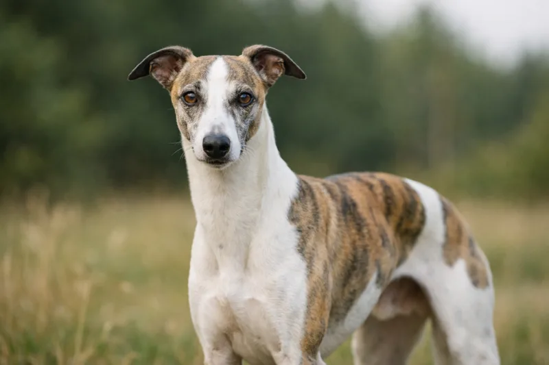 Whippet — photo de la race