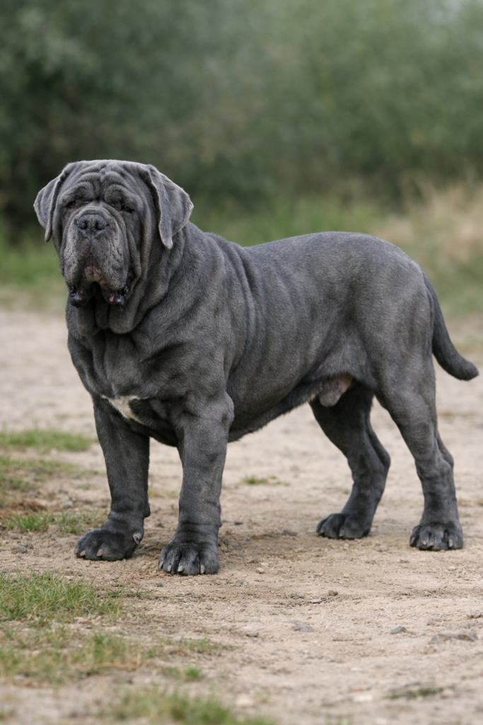 Mâtin napolitain Mâtin napolitain