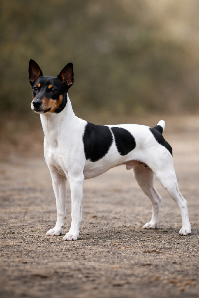 Terrier japonais